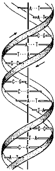 Picture of a DNA strand.