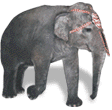 Picture of an Elephant.