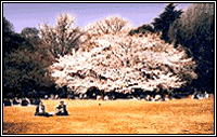 Picture of a cherry tree.