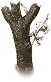 Picture of a dead cherry tree.